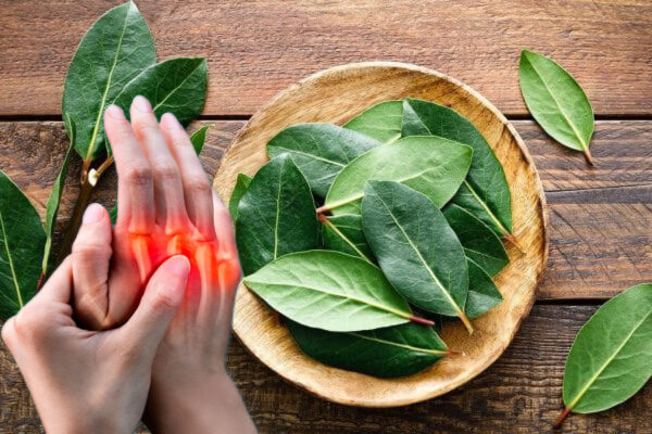 Hojas de Laurel para Dolores Articulares y Mala Circulación