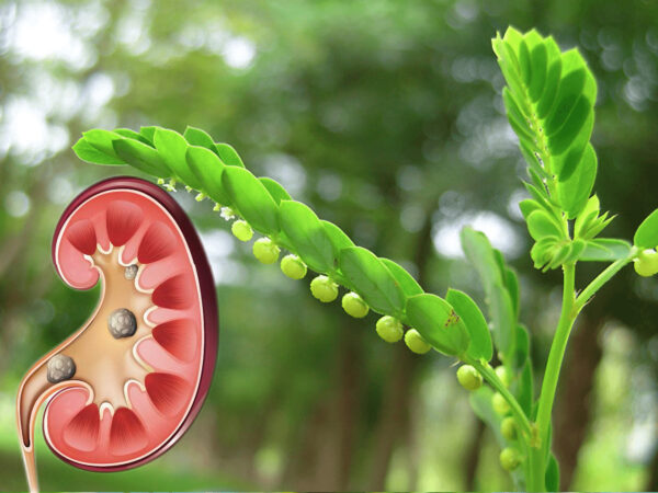 "Stone Breaker: Beneficios, Propiedades y Recetas Naturales"