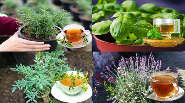 Las 4 Plantas Más Poderosas: Lavanda, Ruda, Albahaca y Romero para la Salud