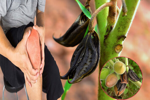 "Uña de gato: 20 beneficios y propiedades que debes conocer"