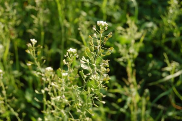 Bolsa de Pastor: Beneficios, Usos y Cómo Preparar Recetas Naturales