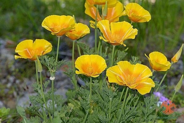 Amapola de California: Usos, Beneficios y Nombres Comunes