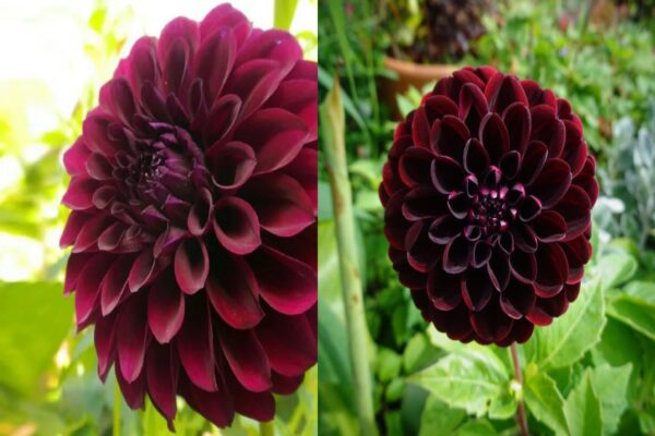 Usos y beneficios de la dalia: Propiedades curativas y recetas naturales"