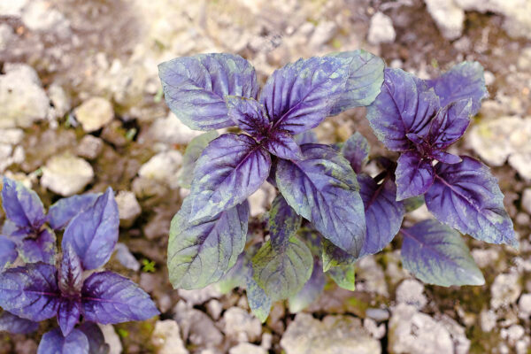 "Albahaca Morada: Beneficios, Propiedades y 3 Recetas Medicinales"