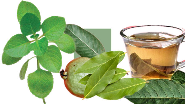 "Infusión de guayaba, laurel y orégano para el hígado graso y la presión alta"