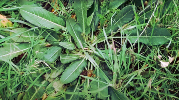 "Usos medicinales de la acedera de hoja ancha: Recetas y beneficios"