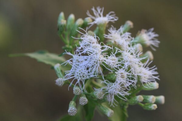 "Albahaquilla: Infusión Curativa para el Bienestar General"
