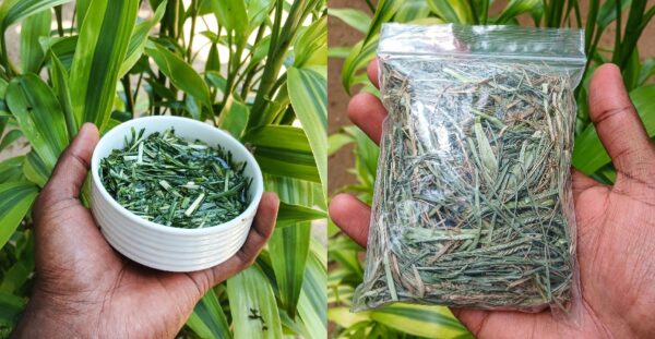 Hierba de Ganso: Usos, Beneficios y Recetas para 25 Problemas de Salud