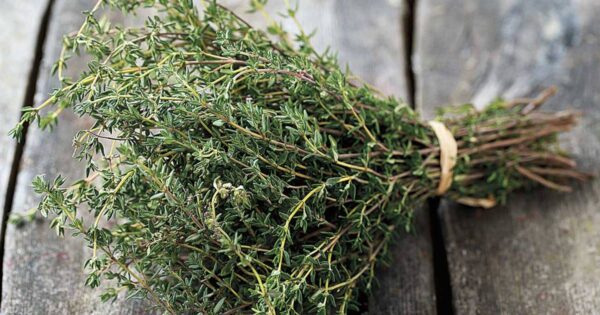 "Cómo usar el tomillo para el vértigo y la fibromialgia: Té casero eficaz"