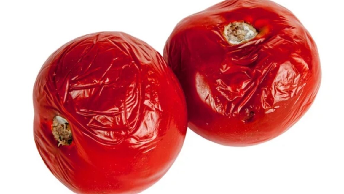 tomates dañados