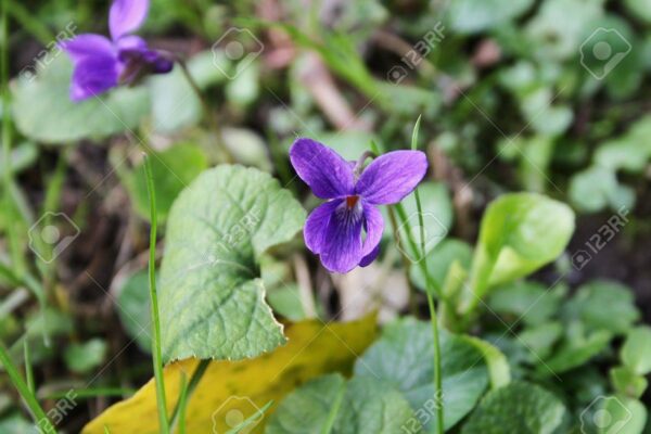 "Infusión y Jarabe de Violeta Dulce: Recetas Naturales para la Salud Respiratoria"