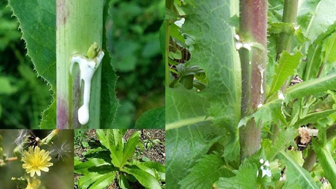 savia de la lechuga silvestre