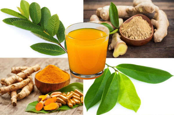 "Té ancestral con hojas de guanábana, guayaba, jengibre y cúrcuma para la salud"