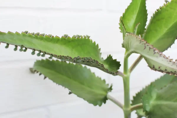 Kalanchoe: Todas sus variedades, usos medicinales y recetas con modo de consumo