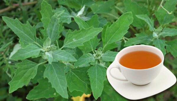 "Planta Cenizo: Usos, Precauciones y Remedios Caseros Efectivos"