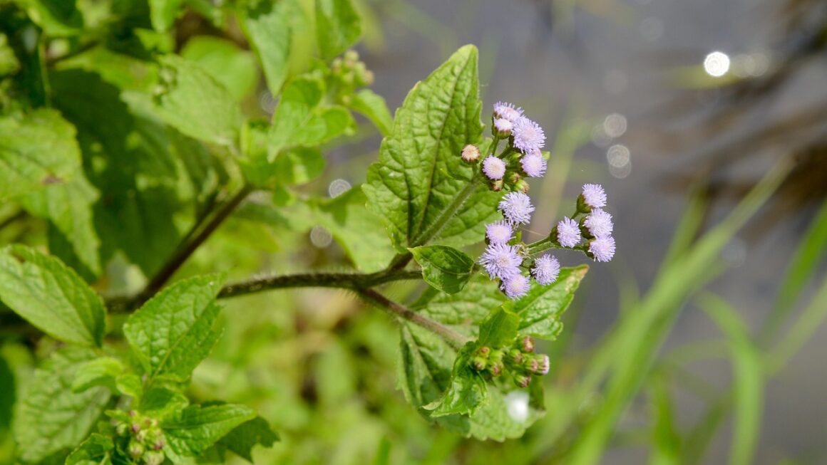 Ageratum conyzoides