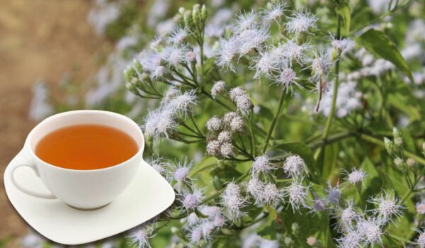 "Cómo usar Chromolaena odorata para curar heridas y fortalecer tu salud"