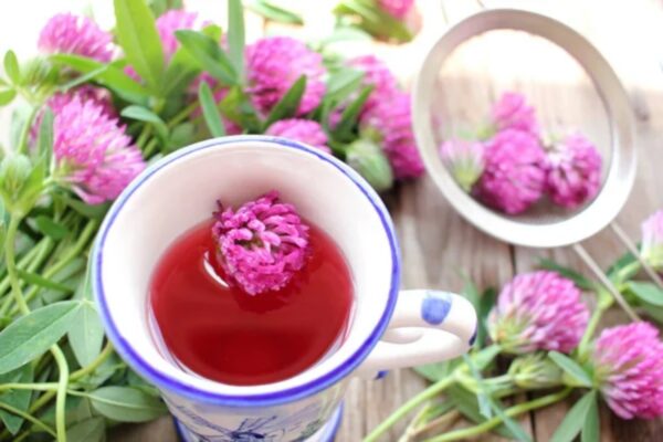 🌿 Usos y beneficios del trébol rojo: una planta aliada de tu salud