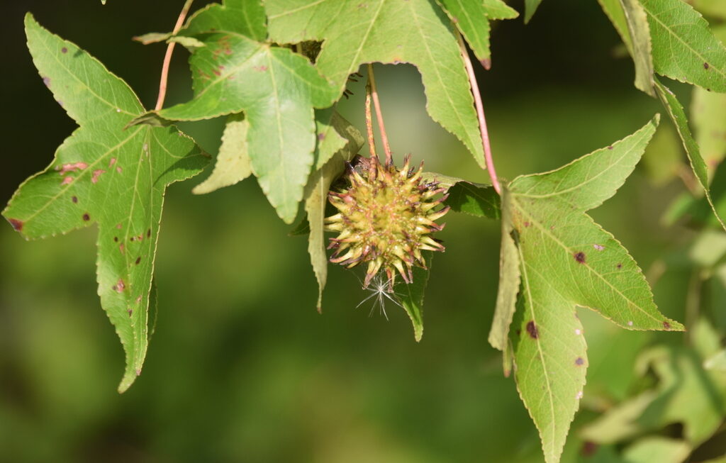 Liquidambar americana