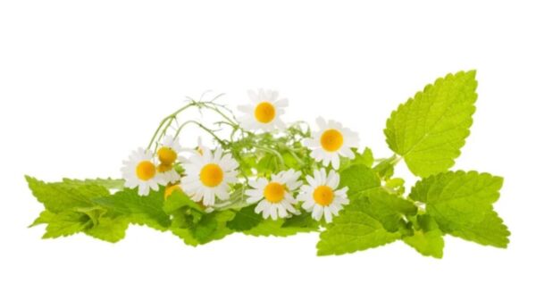6 Hierbas Medicinales que Sustituyen Medicamentos Comunes y Mejoran tu Salud