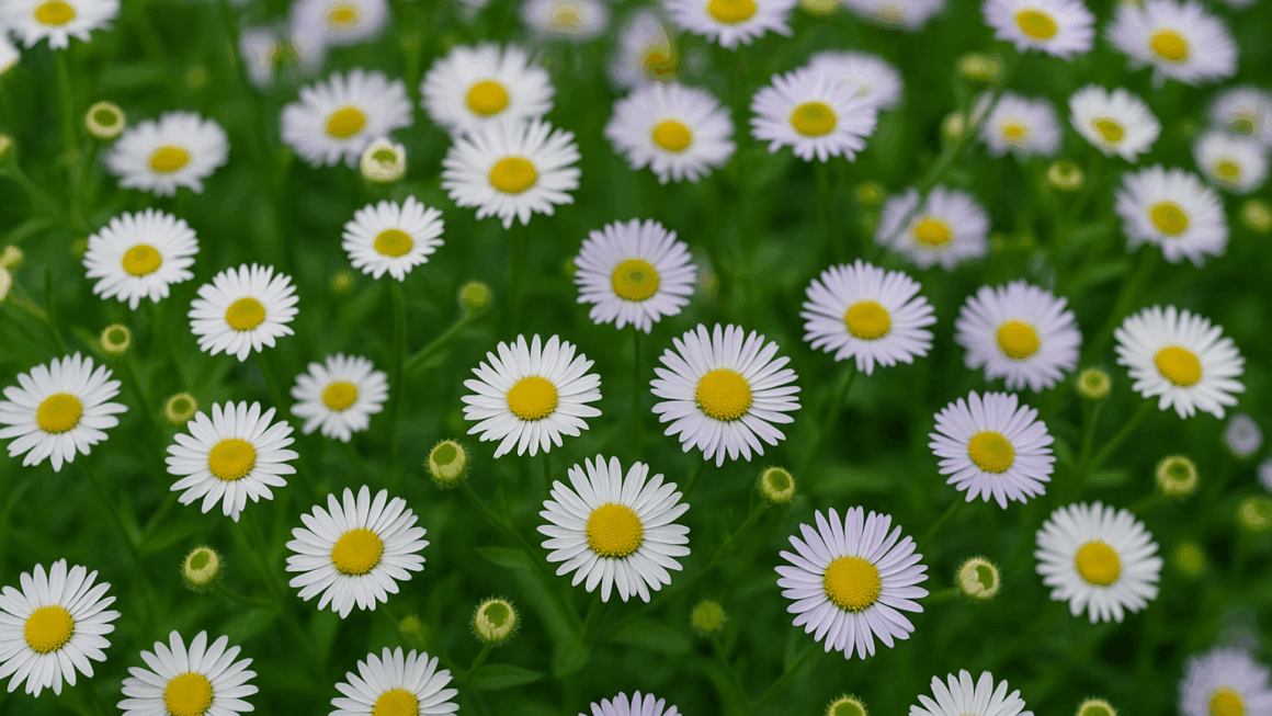 Erigeron