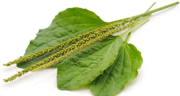 Semillas de llantén: 20 beneficios, usos sorprendentes y cómo prepararlas