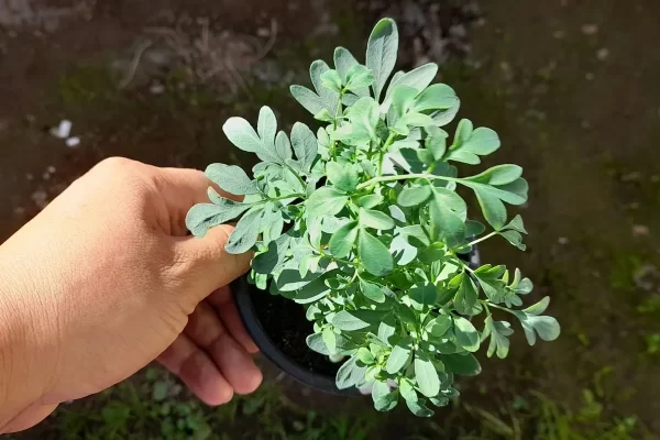 Cómo usar la ruda para el dolor de oído, artritis y problemas musculares