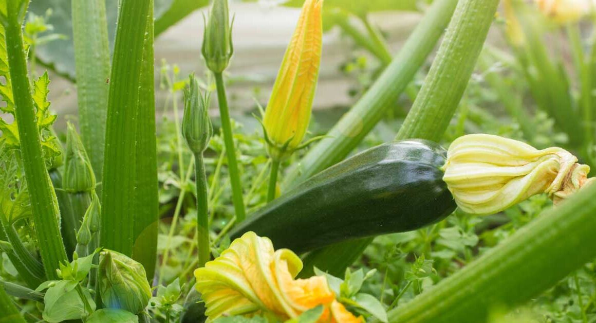 calabaza