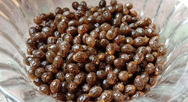 Semillas de papaya: beneficios ocultos y cómo consumirlas correctamente