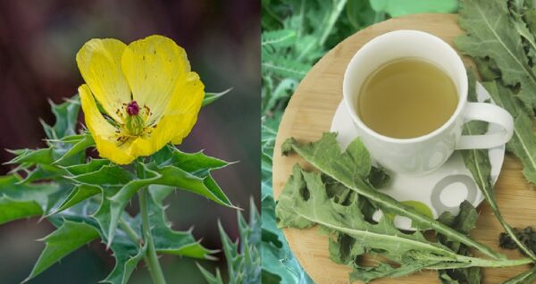 🟢 El gran poder del cardo santo para la salud: planta subestimada pero altamente medicinal
