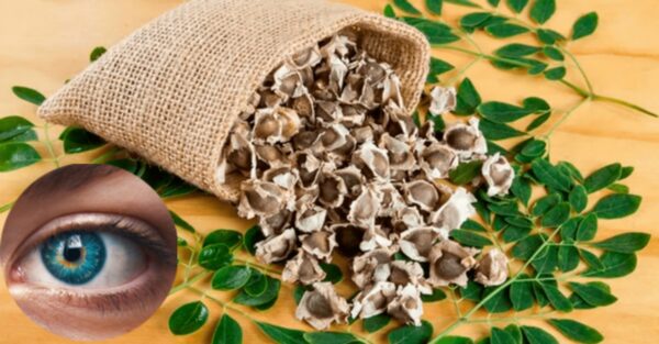 Semillas de Moringa: Usos Médicos, Recetas Naturales y Cómo Tomarlas
