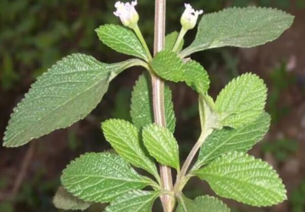 “Pronto Alivio: 20 Beneficios y Recetas Que No Conocías”