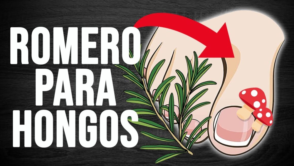 hongos
