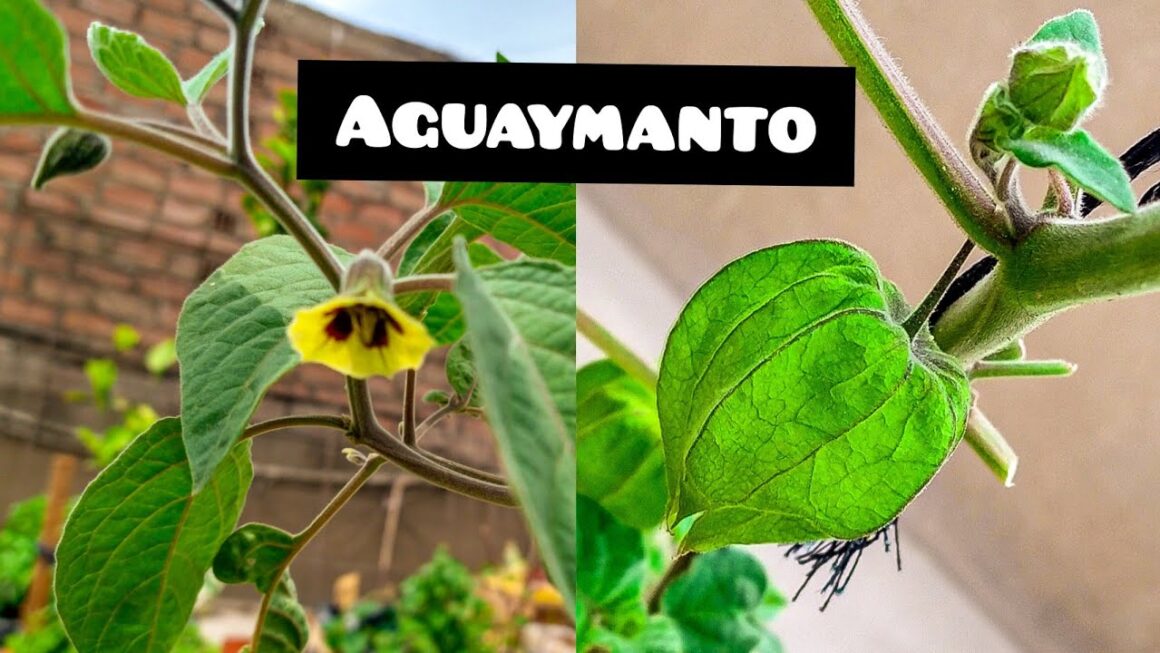 aguaymanto