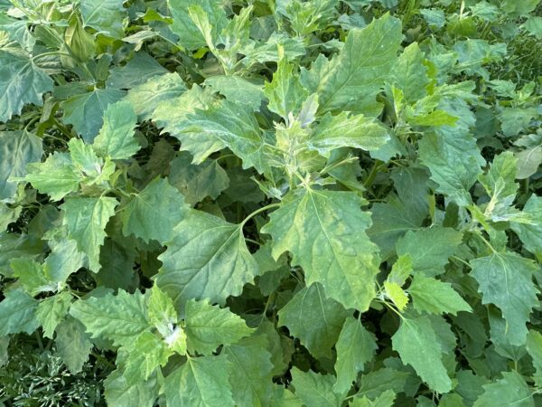 Chenopodium o Epazote: Usos y Beneficios Que No Conocías