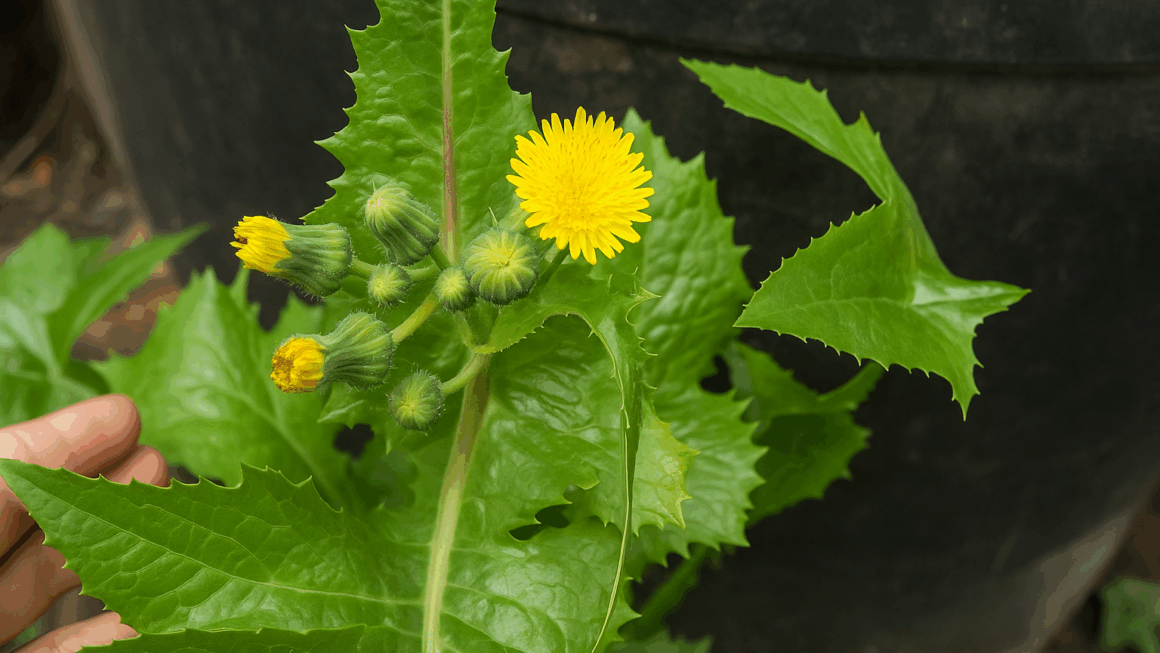 Sonchus asper