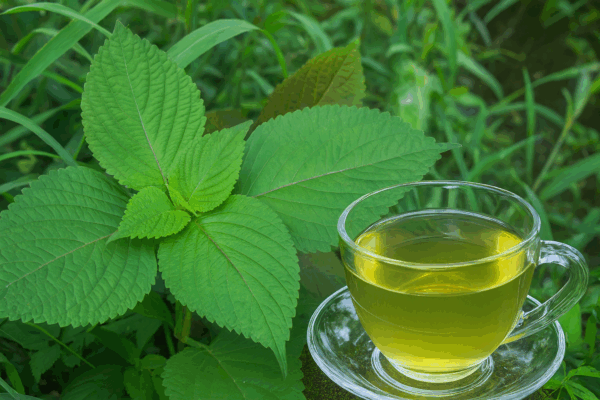 Shiso o perilla: usos medicinales y recetas caseras efectivas