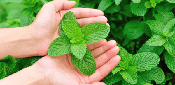 Hierbabuena: 20 Beneficios, Usos y Recetas Naturales que Funcionan