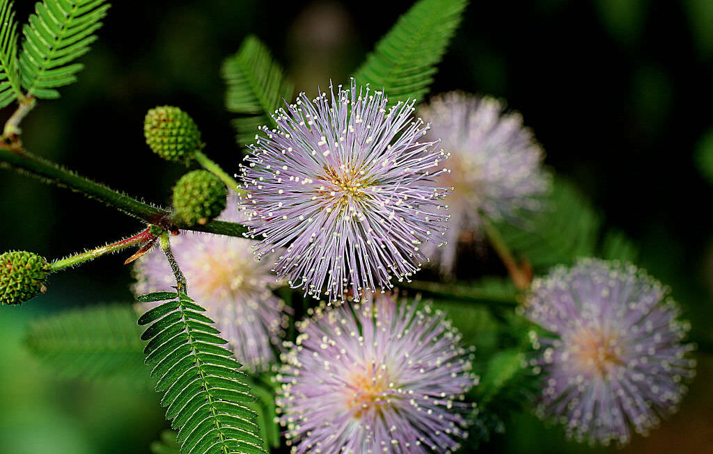 Mimosa
