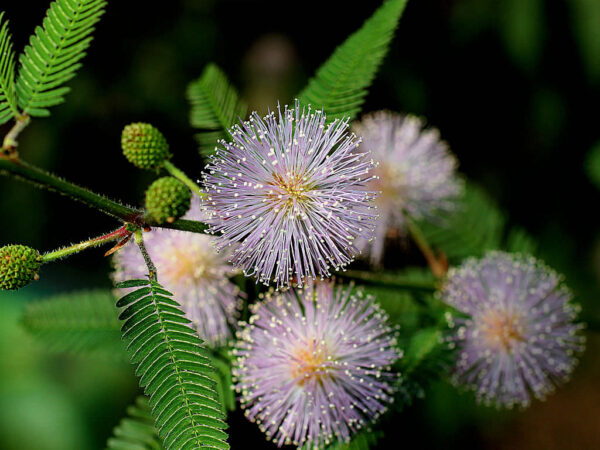 Mimosa y sus flores: 20 beneficios y 3 recetas naturales que sí funcionan
