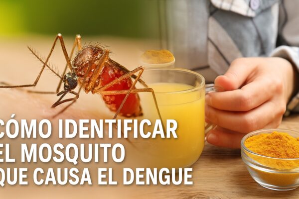 Cómo Identificar el Mosquito del Dengue y Remedios Naturales Efectivos