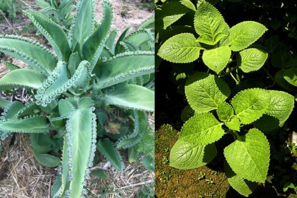 🌿 Orégano Orejón y Kalanchoe: Dos Plantas Poderosas con Beneficios Increíbles