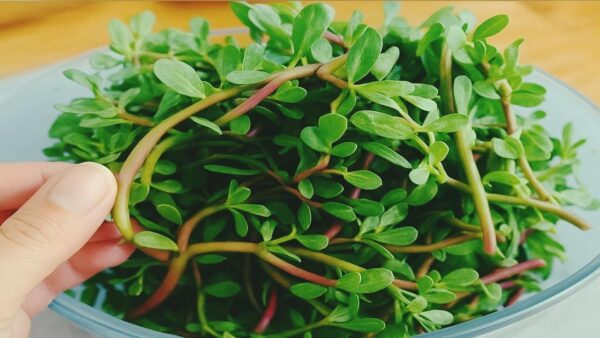 Verdolaga: Usos, beneficios y recetas que no conocías para tu salud
